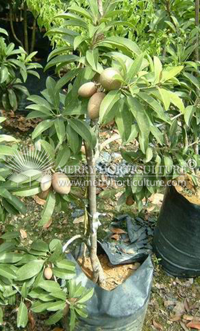 Ciku Tree 1